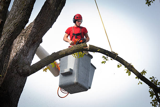 The Steps Involved in Our Tree Care Process in Gainesville, FL